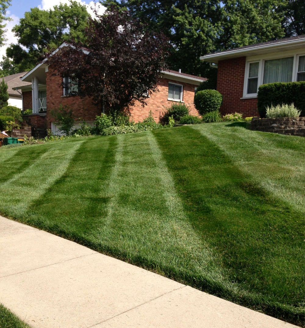 Freshly mowed lawn with striped pattern in front of brick houses and lush greenery.