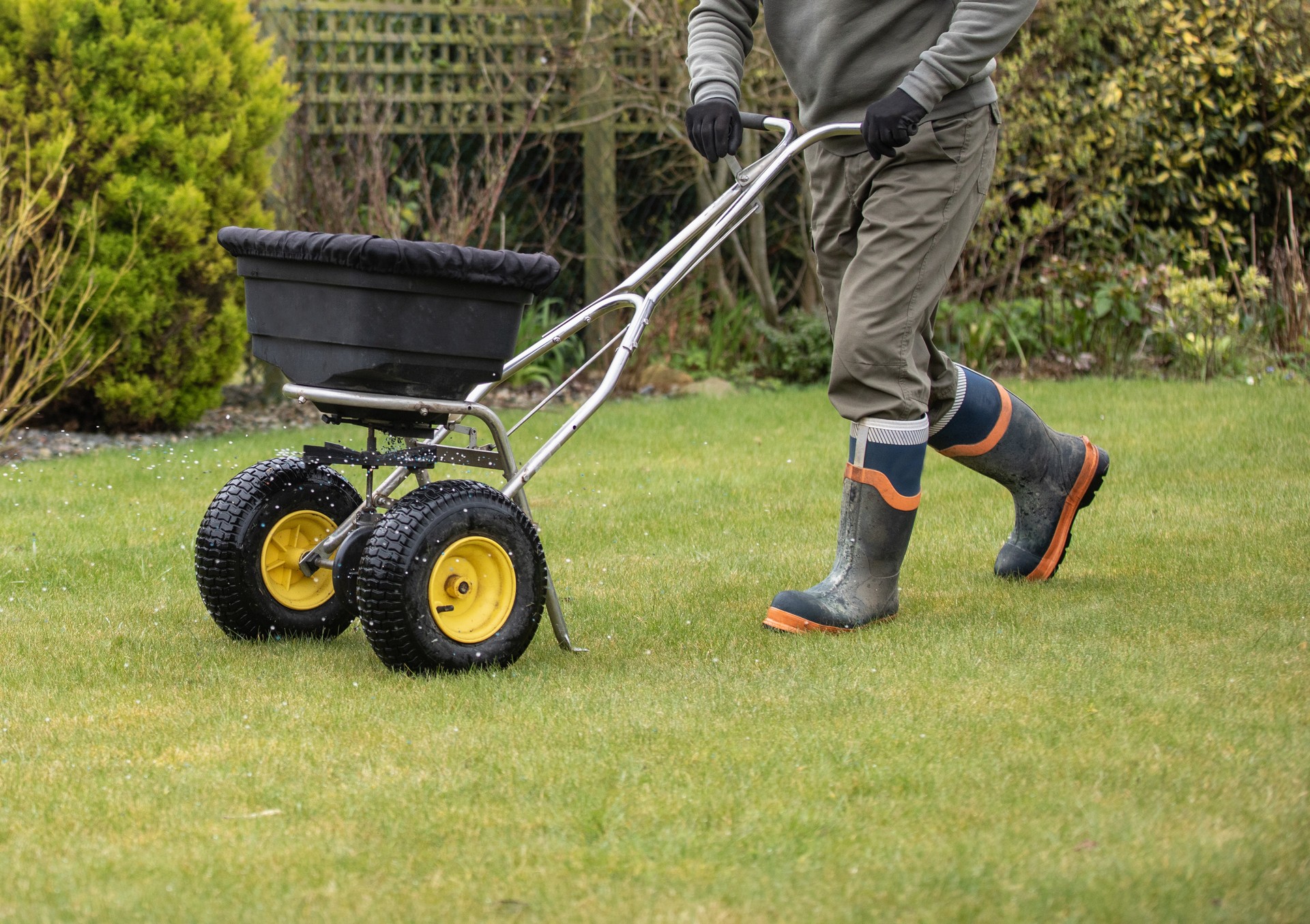 Gardener horticulturalist applying a feed on to the lawn - garden maintenance